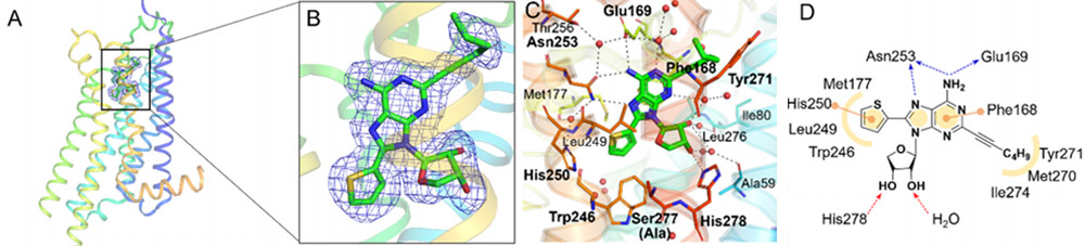 아데노신 A2A 수용체(A2AAR-StaR2-bRIL)와 선택적 뉴클레오사이드 길항제 복합체의 고해상도(2.05 Å) 3차원 구조 규명(PDB ID: 8CU7)