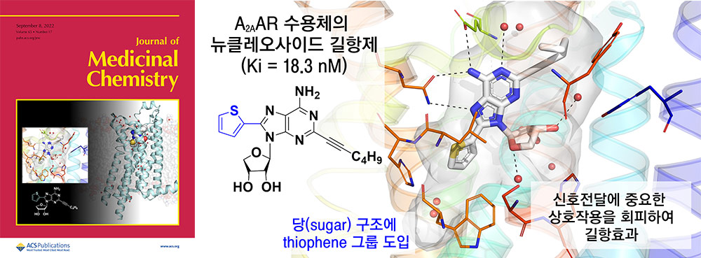 아데노신 A2A 수용체(A2AAR)의 뉴클레오사이드 길항제(antagonist)를 개발함.